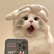 ͷ