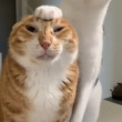 ͷ��