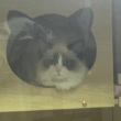 ͷ��