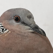 ͷ��