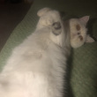 ͷ��