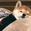 ͷ