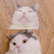 ͷ��
