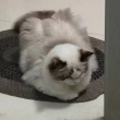 ͷ��