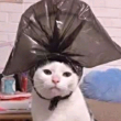 ͷ