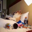 ͷ��