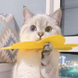 ͷ��