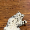 ͷ