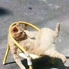 ͷ