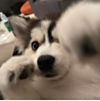 ͷ