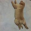 ͷ