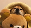 ͷ