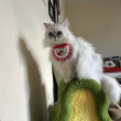 ͷ��