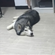 ͷ