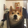 ͷ��