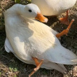 ͷ��