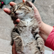 ͷ��