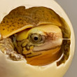 ͷ
