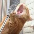 ͷ��