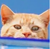 ͷ