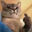 ͷ��