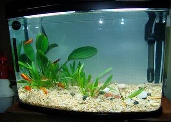 揪心!怎么样才能把鱼缸水质调节好_hao123上