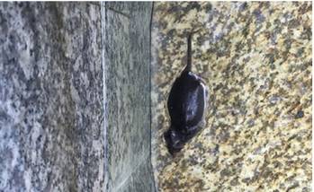 福建温泉池内现死老鼠 游客产生心理阴影_hao