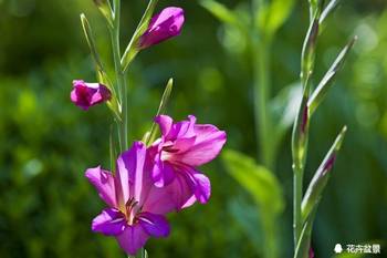 如果你知道唐菖蒲代表幽会,你会把它送给谁呢