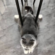 ͷ