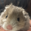 ͷ��