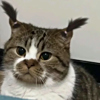ͷ