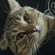 ͷ