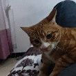 ͷ