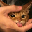 ͷ��