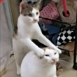 ͷ