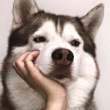ͷ