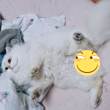 ͷ