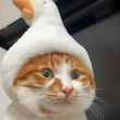 ͷ��