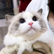 ͷ��