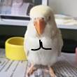 ͷ