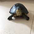 ͷ