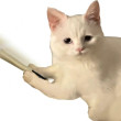 ͷ