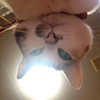 ͷ