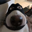 ͷ