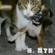ͷ��