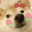 ͷ