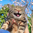 ͷ