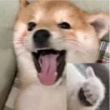 智_障_儿童