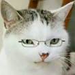 ͷ