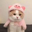 ͷ��